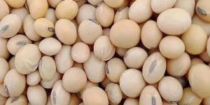 Natural Soybean Seeds