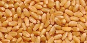 Polished Durum Wheat Grain