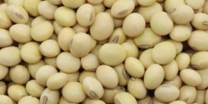 Sortex Clean Soybean Seeds