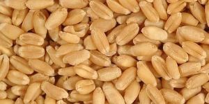 Sortex Wheat Grain