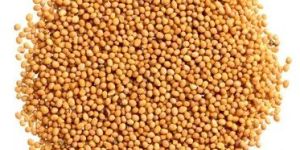 Sortex Yellow Mustard Seeds