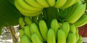 G9 High Quality Fresh Cavendish Banana