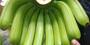 Premium Grade G9 Canvendish Banana