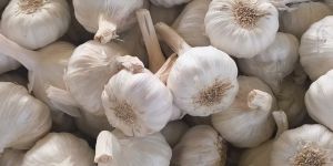 Fresh Garlic