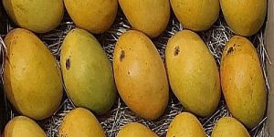 A Grade Fresh Alphonso Mango