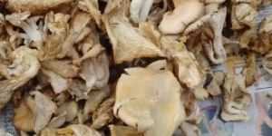Dry Oyster Mushroom