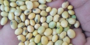 Soybean Seed