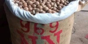 Areca Nut
