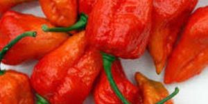 Hybrid Chilli