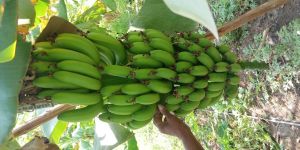 Bananas