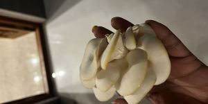 Oyster Mushroom