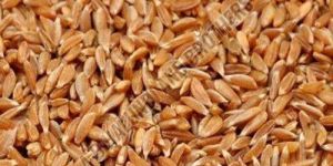 Whole Samba Wheat Grain