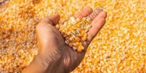 Yellow Raw Maize