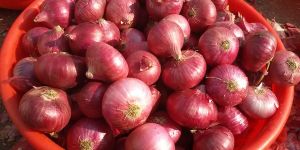 Organic Fresh Onion