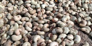 Cashew Shell
