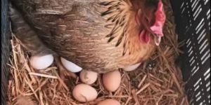 Free Range Eggs