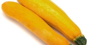 Fresh Yellow Zucchini