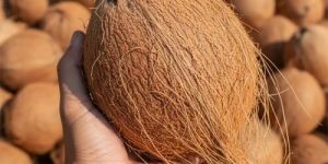 Semi Husked Coconut