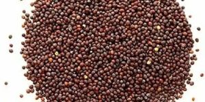 Brown Mustard Seeds