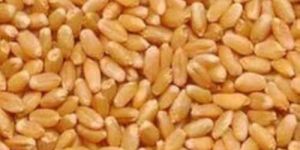 Milling Wheat Seeds