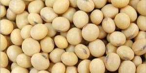 Natural Soybean Seeds