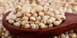 Premium Sorghum Seeds