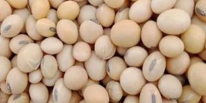 Raw Soybean Seeds