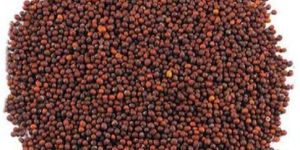 Red Mustard Seeds