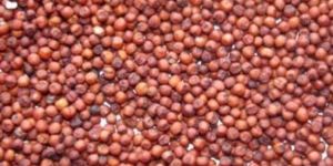 Red Sorghum Seeds