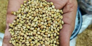 Scooter Coriander Seeds