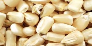 White Maize Seeds