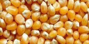 Yellow Maize Seeds