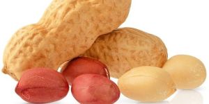 Premium Organic Peanuts