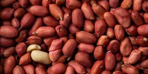 Raw Peanuts