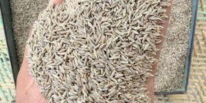 Cumin Seed Jeera