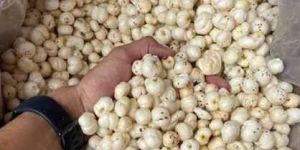 Medium Size Phool Makhana