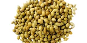 Coriander Seeds