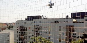 Bird Net