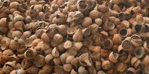 Brown Coconut Shell
