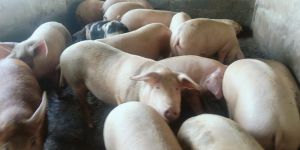 White Big Male Pig