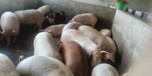 Large White Yorkshire Pig