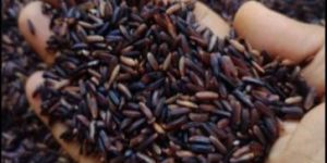 Indian Black Rice