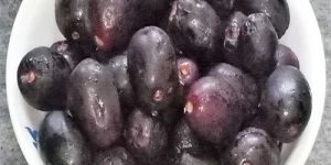 Frozen Jamun