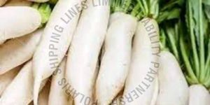 Fresh Radish