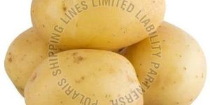 FRESH RAW POTATO
