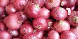 Fresh Red Onion