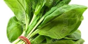 Fresh Spinach Leaves