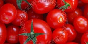 Fresh Tomato