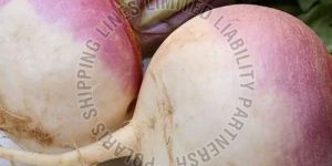 Fresh Turnip