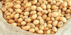 Soybean Seeds